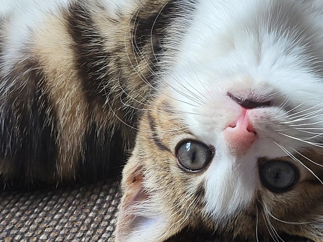 Beautiful Bonnie.