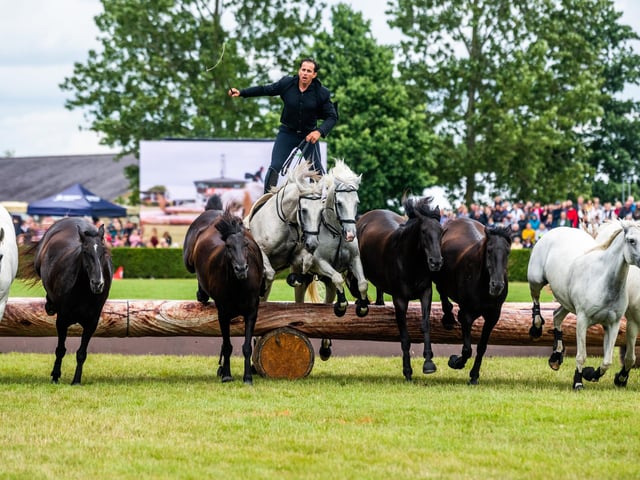 An amazing performance in the main ring at the show by Lorenzo and his highly trained horses