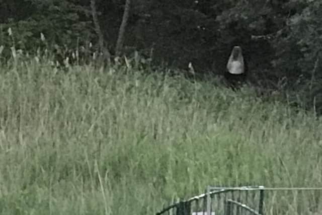 A concert-goer in Scarborough had the fright of her life as she spotted what she thought was a ghost at the Open Air Theatre.  (Picture: Tracey Gray)