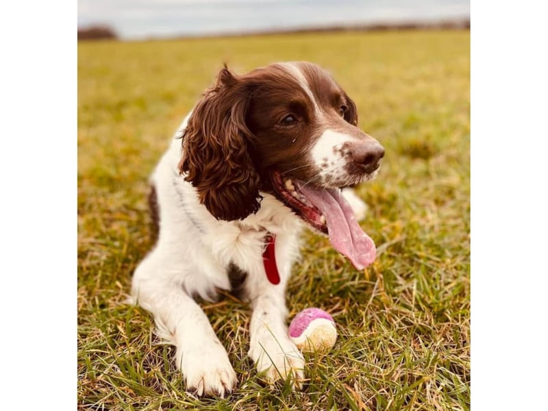 Here is Casey the spaniel looking happy in the outdoors.