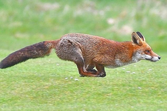 This photo named 'Flying Fox' was last year's winner of the popular wildlife photography competition held at Sewerby Hall.