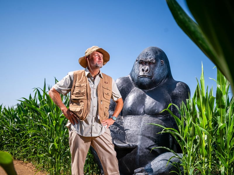 The huge maze shows Sir David's face alongside an elephant, a tiger and a gorilla, honouring his lifelong work to protect wildlife and nature. Picture: James Hardisty.