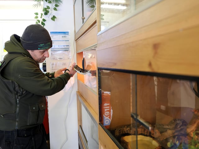 Owner Dave Bigsby tends to the animals