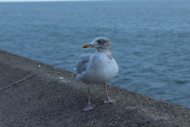 A number of measures have been trialled to control the seagull population