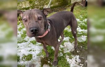 Pamela is a Sharpei cross, around two-years-old. She was brought in to the rescue undernourished and with itchy skin. She is a very friendly soul and loves people and all the other dogs. For further information call Bob on 01947 810787.