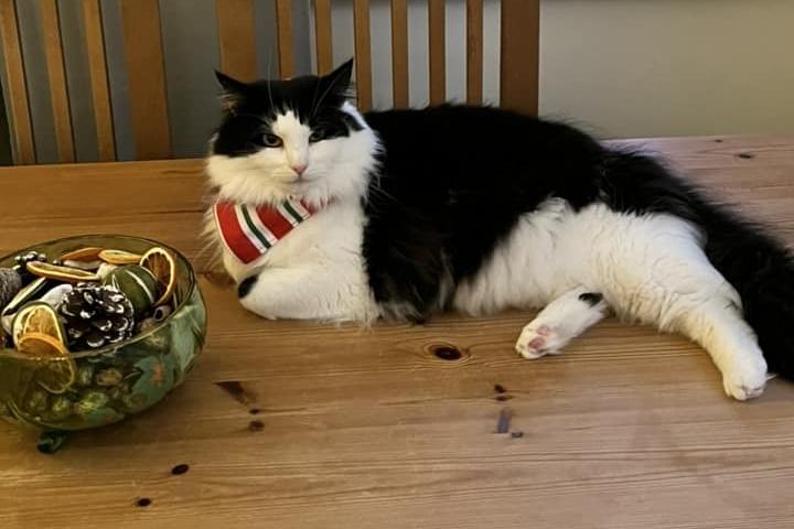 This Scarborough cat is called Toby, and is looking very fancy in his subtly festive necktie.