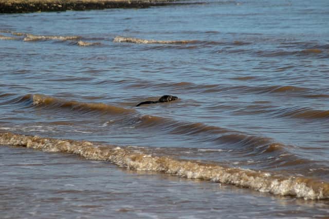 Callum Oak takes to the waves