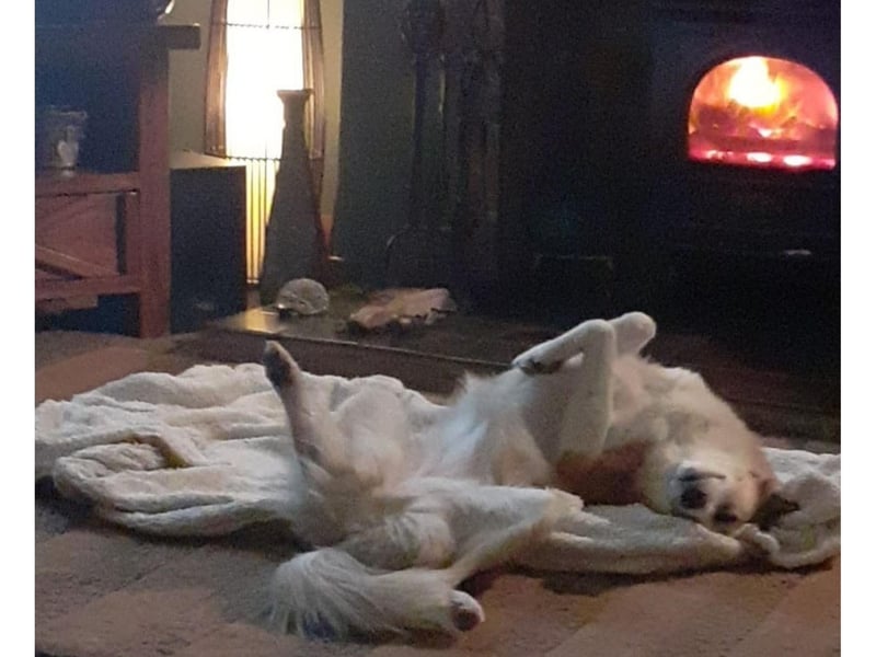 Here's Chilli who rescued from Romania and has now been living in Whitby for three years.