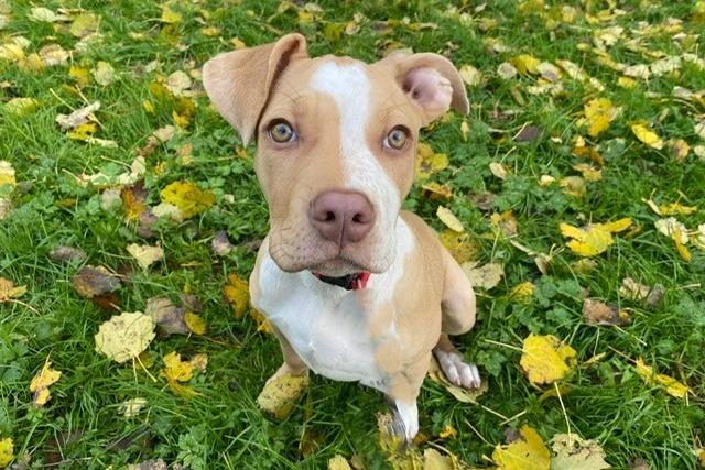 Florence is an 18-week-old American Bulldog Cross who is an absolute little superstar that has overcome so many hurdles in her short little life. She is full of loveliness, cheekiness and just a complete joy to be around. Florence has so much to offer a new family as she will be loving, fun, loyal and your total bestie.