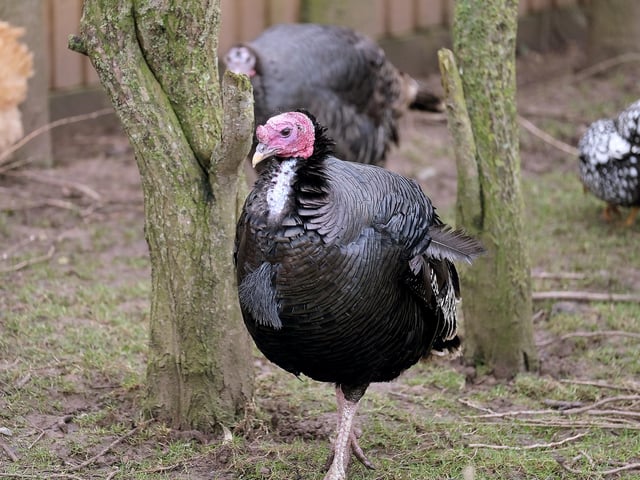 A turkey struts around
