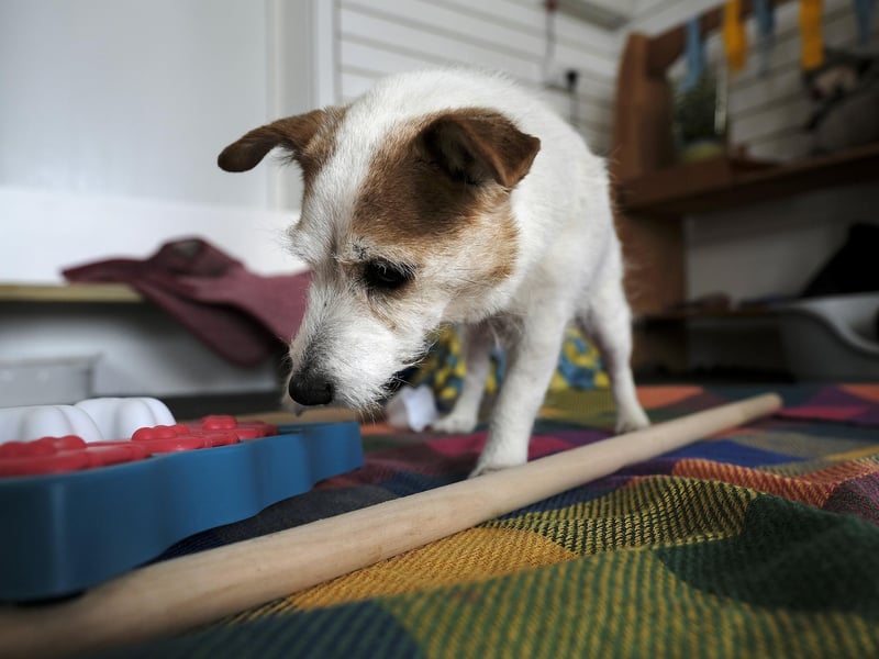 There are also items in the indoor garden to help dogs with their balance and sense of space, as well as their five sense.