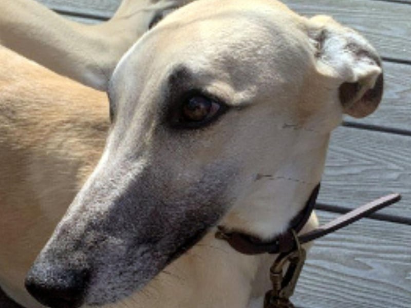 Clive is a two-year-old Saluki cross Lurcher, who is looking for his forever home. He is needing to be rehomed due to a change in circumstances which means he is left alone for long periods. He is great with other dogs inside the home and out on walks, so could be rehomed with another dog. He is a little anxious at times when meeting new people but soon comes round. Clive has been crate trained and is very happy to curl up on a sofa after a nice walk. Call Yorkshire Coast Dog Rescue on 075832 69614 or email ycdogrescue@btinternet.com for more information.