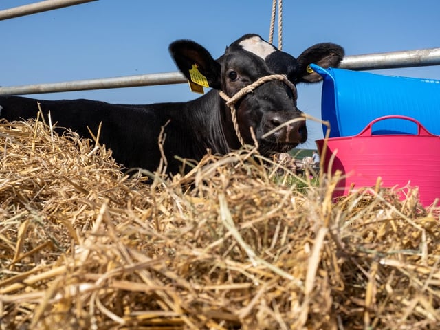 Sunbathing at the show.