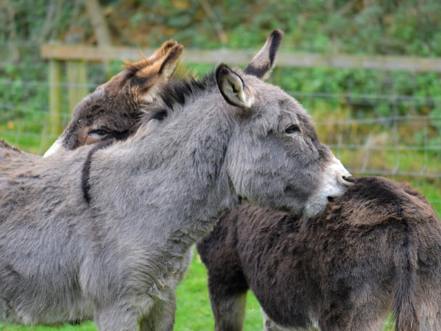 Adorable donkeys at Wykeham, by Heather Palmer.