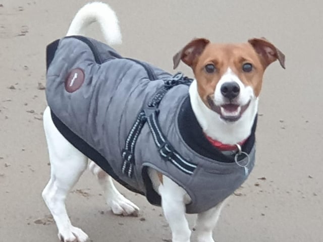 Stanley, submitted by Karen Smith.