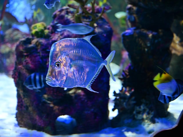 A lookdown fish in one of the centre's tanks.