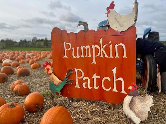 Halloween fun at Cedarbarn Farm is on from October 26 until October 31. Activities include his includes: Pick your own pumpkin from the patch, Carving in the Dutch barn, a ride on the ghost train and walks around the spooky trail. Extra pumpkins available to purchase from the shop, price is dependent on size. The airstream trailer will be open for food and drinks to enjoy alongside the activities.