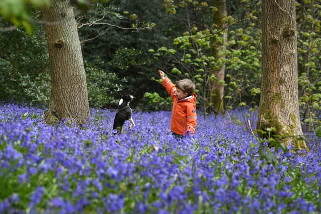 Mac Hodson and his dog Audrey enjoy the bluebells in Middleton Woods, Ilkley