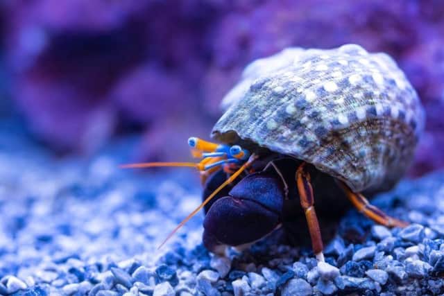The event, presented by animal welfare organisation Crustacean Compassion, will be held at The Dispensary in Whitby on December 5.