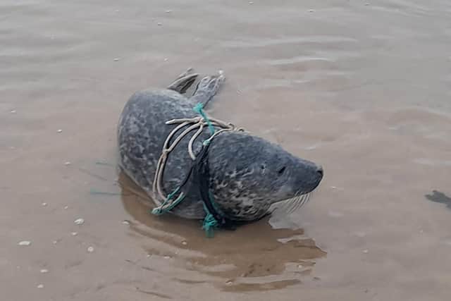 Members of the public have been asked not to approach the seal (Image credit: BDMLR)