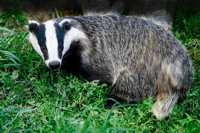 East Yorkshire Badger Protection Group have appealed for help to prevent badger baiting