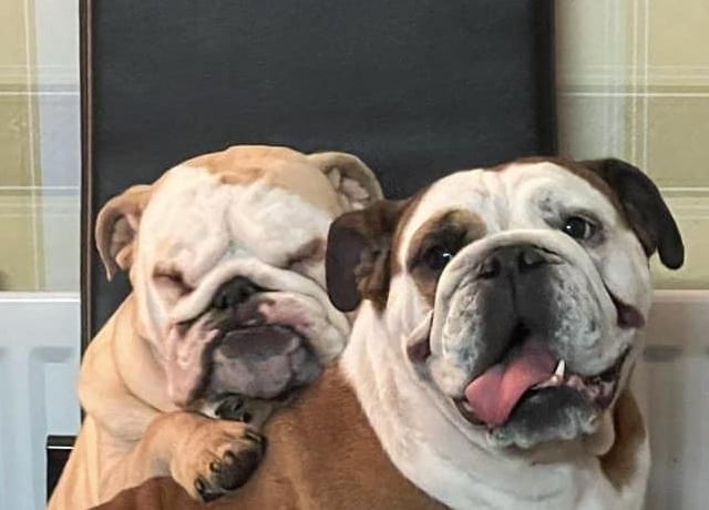 Dolly and Buster having a cuddle.