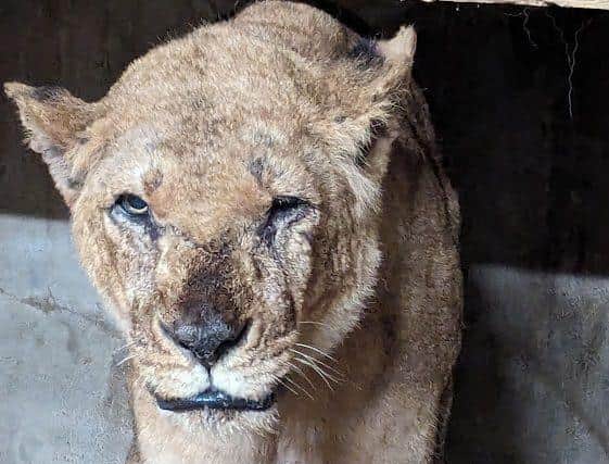 Paragon Veterinary Referrals treated a lioness at Flamingo Land