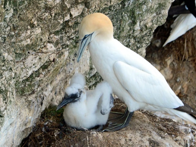 Barbara Bateman snapped this wonderful image of gannets at Bempton.