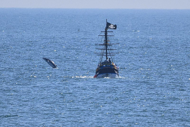 A Minke Whale breaching in Scarborough's South Bay with the pirate boat, by Glyn Fletcher.
