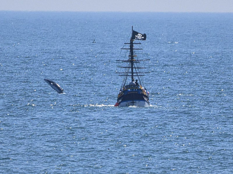 A Minke Whale breaching in Scarborough's South Bay with the pirate boat, by Glyn Fletcher.