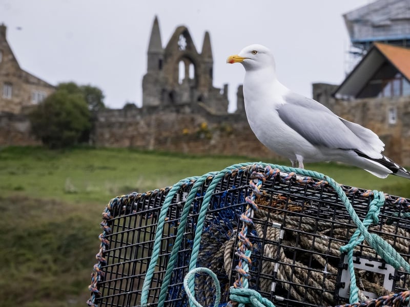 Seagull on a lobster pot. photo: Marisa Cashill