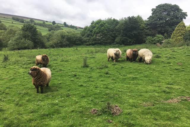 Sheep at Box Hall.