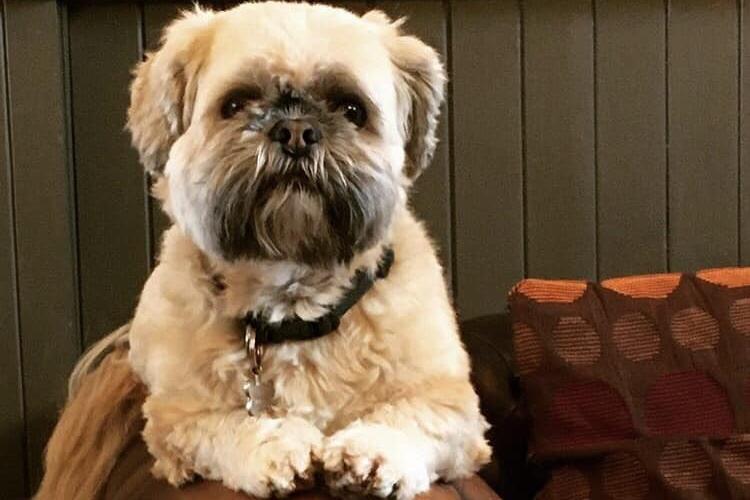 Scarborough based business Mojo's Music Cafe has a resident pooch named Chewie who was rescued from the RSPCA.