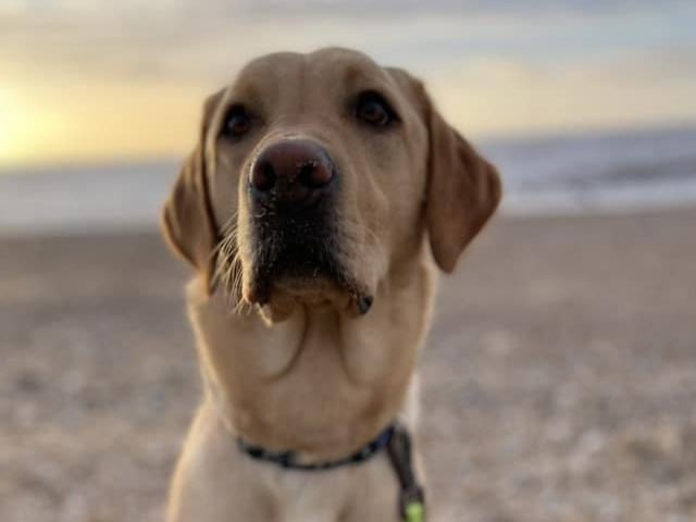 Buddy also enjoying a day on the beach.
