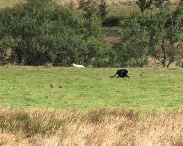 Teens had just passed Jacob’s Ladder in the Peak District when they spotted what they thought was a wild cat