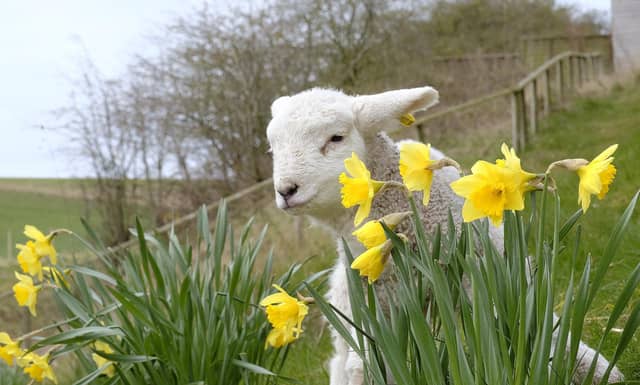 Here's what's on in Scarborough, Whitby and Bridlington over the Easter bank holiday weekend.