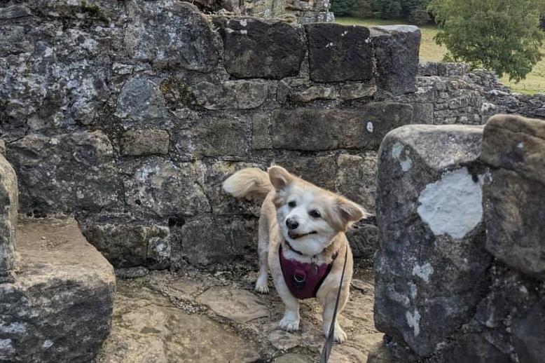This is Bridlington based Pearl who's forever home was found by Miss Mollies Rescue after they got her out of Romania.