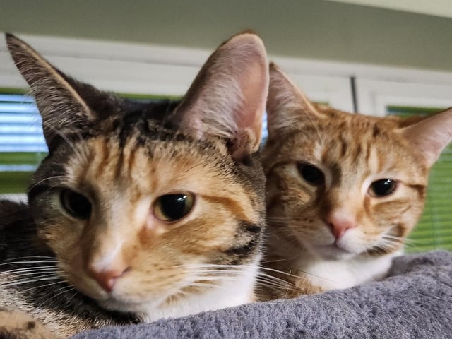 Jeff and Scout having a snuggle. They are brother and sister from Filey Cat Rescue.