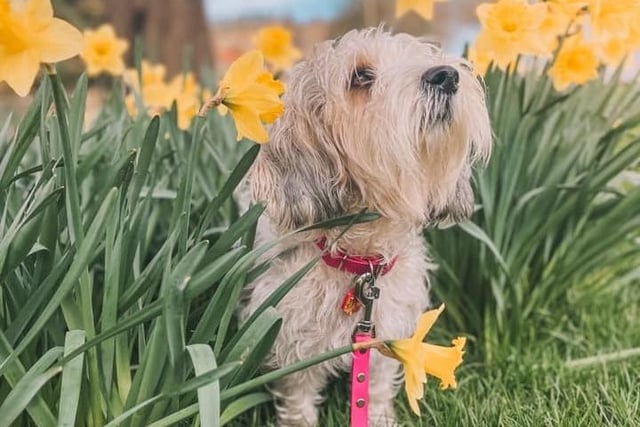 This is Evee the Petit Basset Griffon Vendéen, admiring the spring Daffodils in Scarborough.
