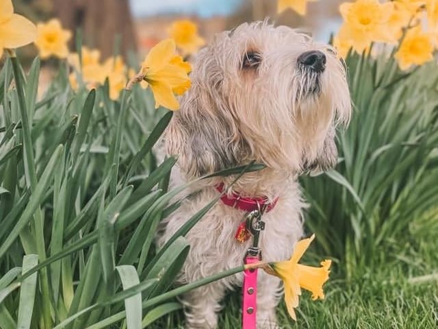 This is Evee the Petit Basset Griffon Vendéen, admiring the spring Daffodils in Scarborough.