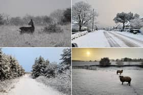 Our talented readers took these gorgeous snowy pictures today - check them out below!