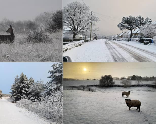 Our talented readers took these gorgeous snowy pictures today - check them out below!