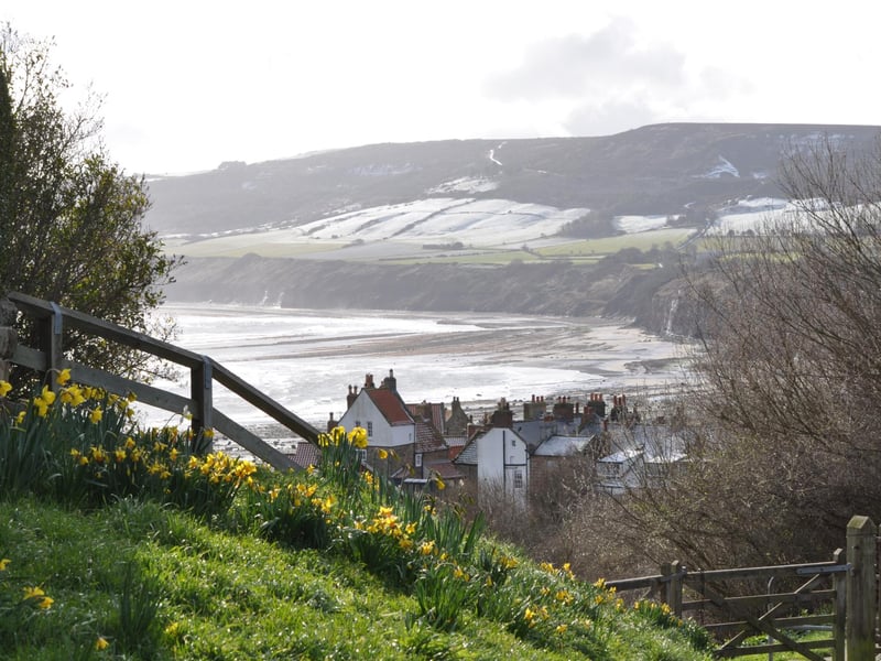 Daffodils at Robin Hood's Bay, near Whitby.
picture by Donella Agar.