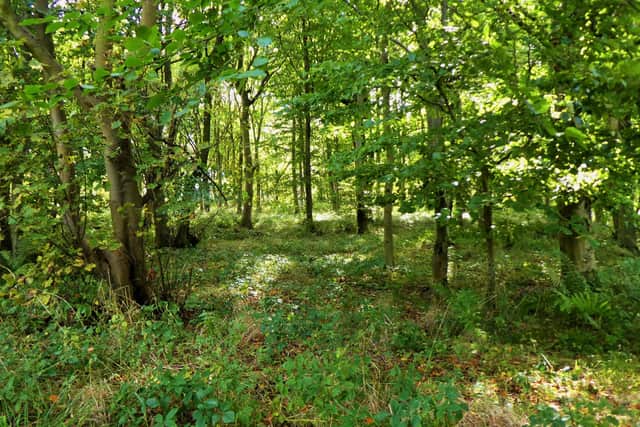 Woods west of Lythe.