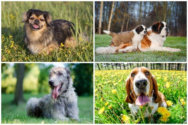 Calm dog breeds
