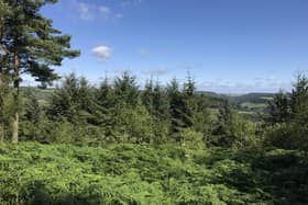 Wykeham Forest (Image credit: SMRT)
