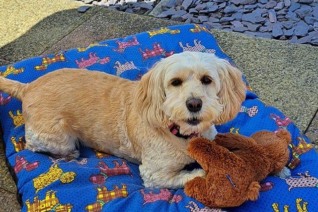 Doggie enjoying the shade while their humans have fun in the sun.