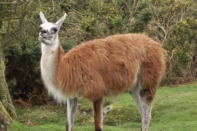 A llama at Commondale.