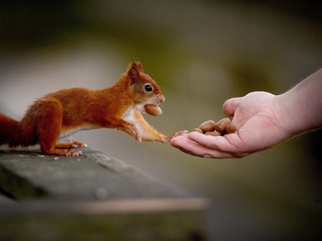 At the Arboretum, the squirrels eat a mixture of different seeds, supplemented with fruit and vegetables such as carrots. Hazelnuts and walnuts are given as treats.