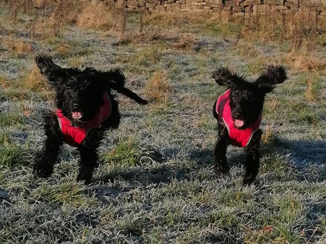 Freddy and Daphny, submitted by Mick Cockerill.